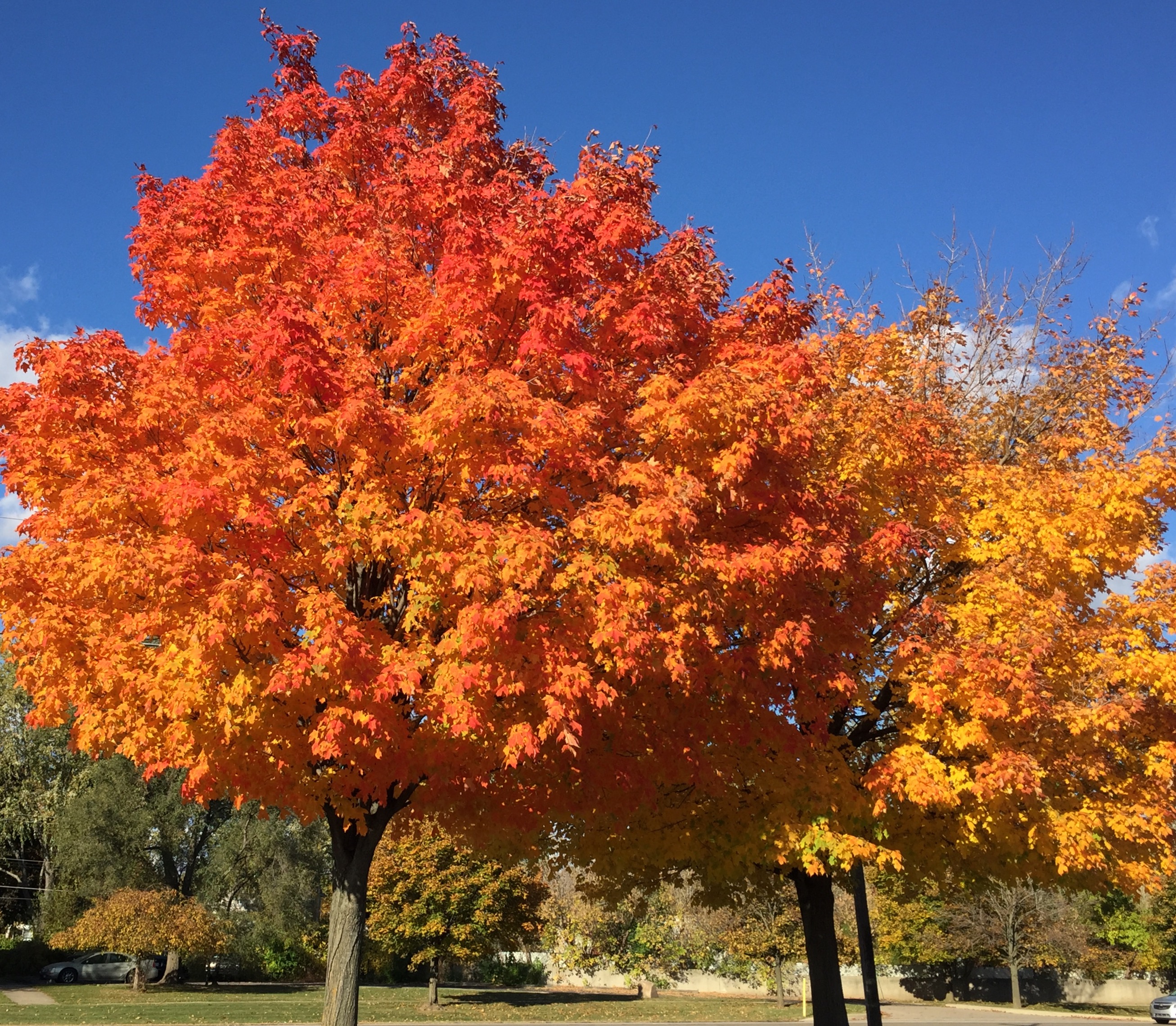 Fall Colors – OMA Comp